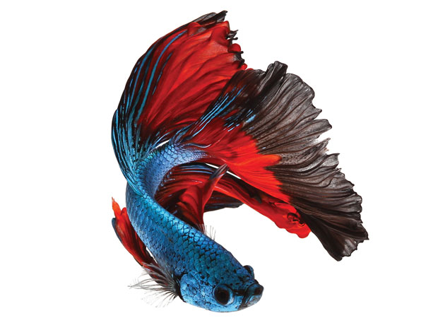 A red and blue fish